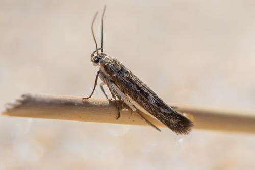 Réf. 310 708 : Scythris sp.